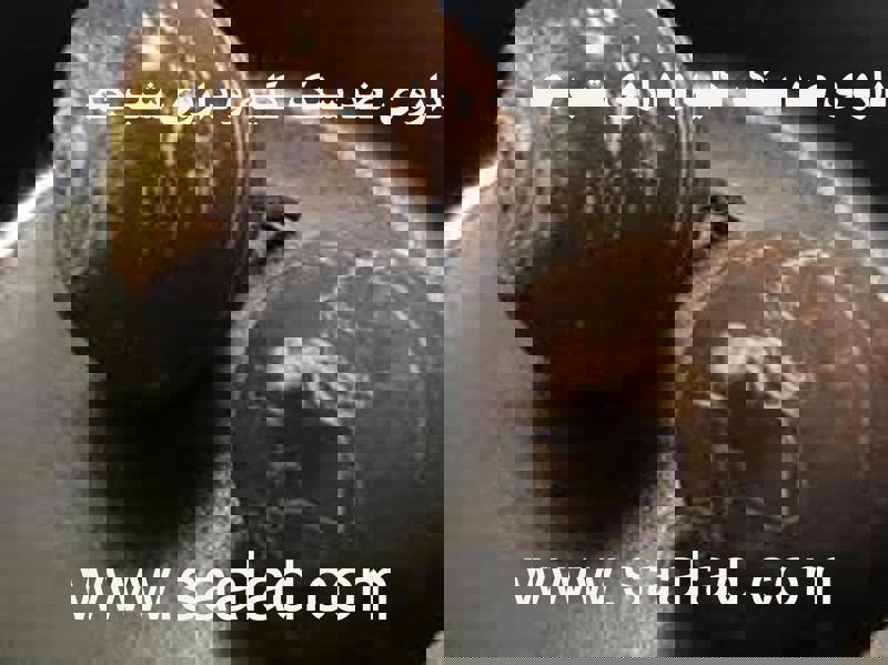 ترب درمان کننده یرقان، سنگ صفرا و اختلالات ترشح بیش از حد صفرا است