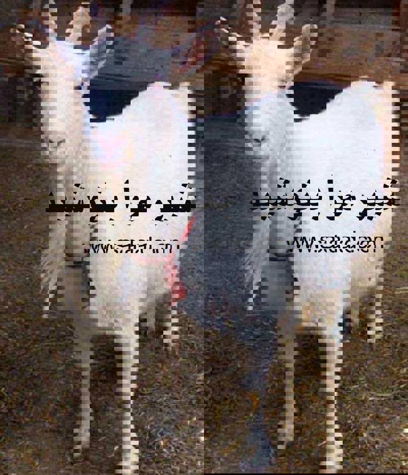 برای بهبود سلامت باکتری‌های معده، می‌توانید از پنیر بز استفاده کنید که حاوی پروبیوتیک‌ها است که به تقویت سیستم