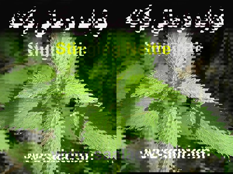  گزنه غنی از ویتامین A، C، D و K است