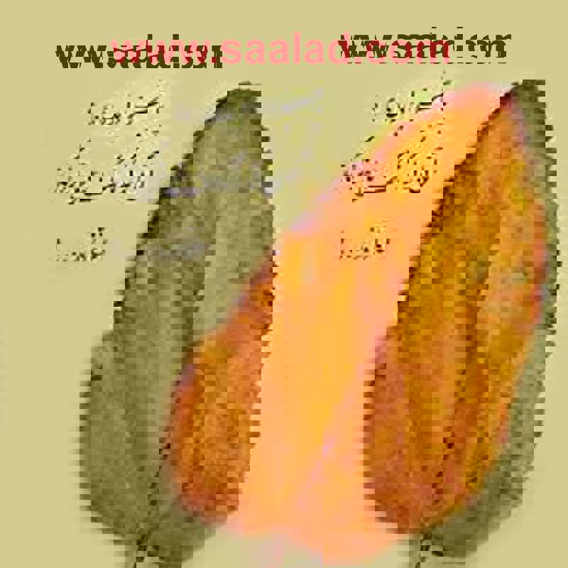 پاییز پادشاه فصلهاست