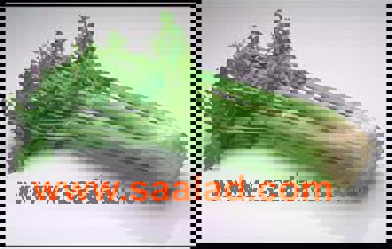 اگر بشر به خواص کرفس پی ببرد تمام زمین ها را کرفس خواهد کاشت