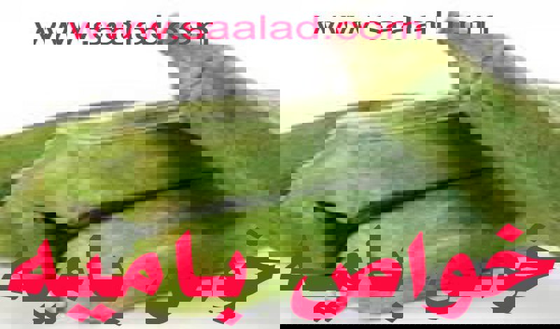 مواد غذایی مفید برای افراد بالای ۵۰ سال