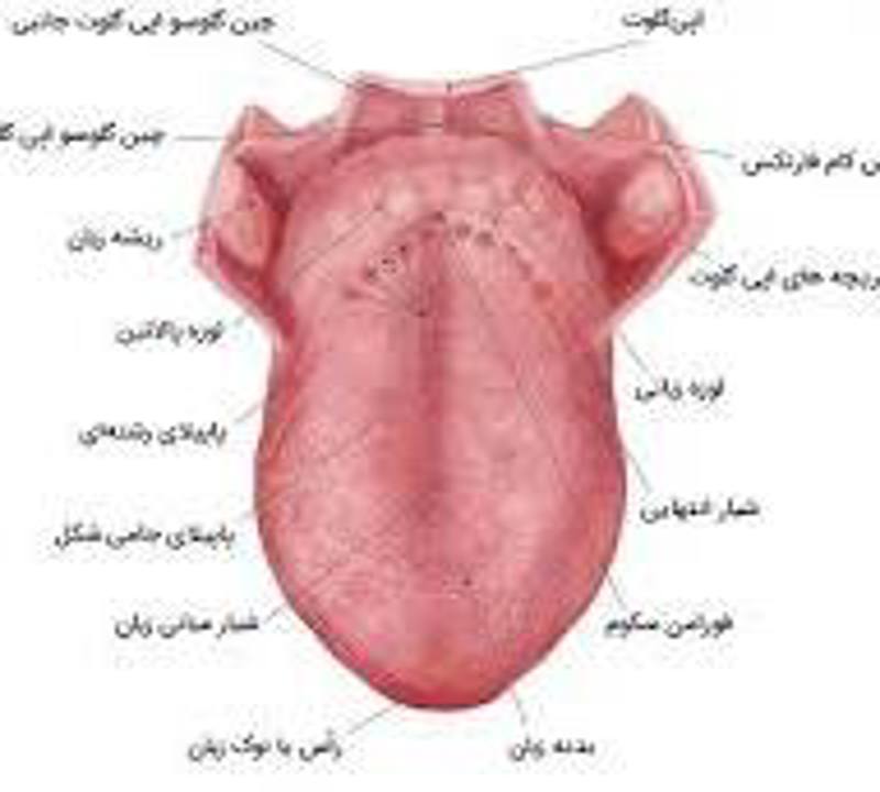 زبان انسان خانه ی دل است با هزاران پنجره رو به بیرون