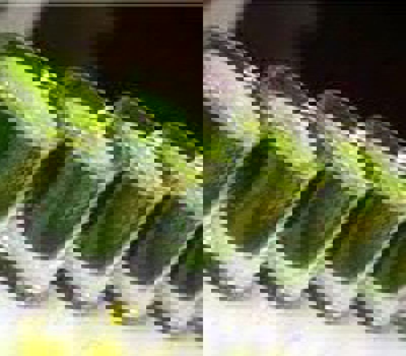 کلروفیل به عنوان یک سم‌زدا و پاک‌کننده طبیعی، نقش مهمی در حفظ سلامت مغز انسان دارد