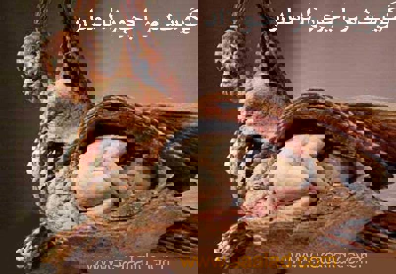 انسان‌های اولیه چگونه در شب مسیر خود را پیدا می‌کردند؟