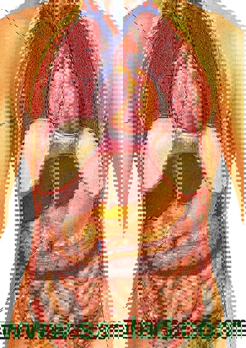 فواید خون دادن در مقابل حجامت