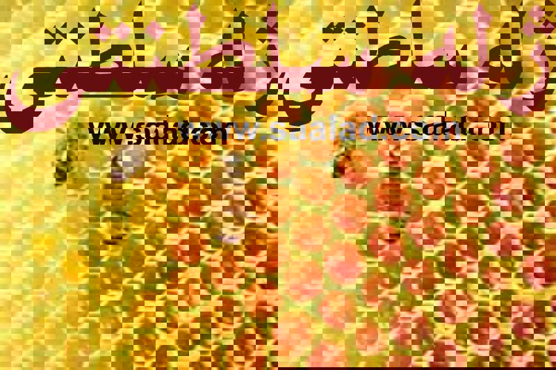 عسل به عنوان یک ماده غذایی طبیعی و مفید، خواص متعددی برای سلامت مغز دارد