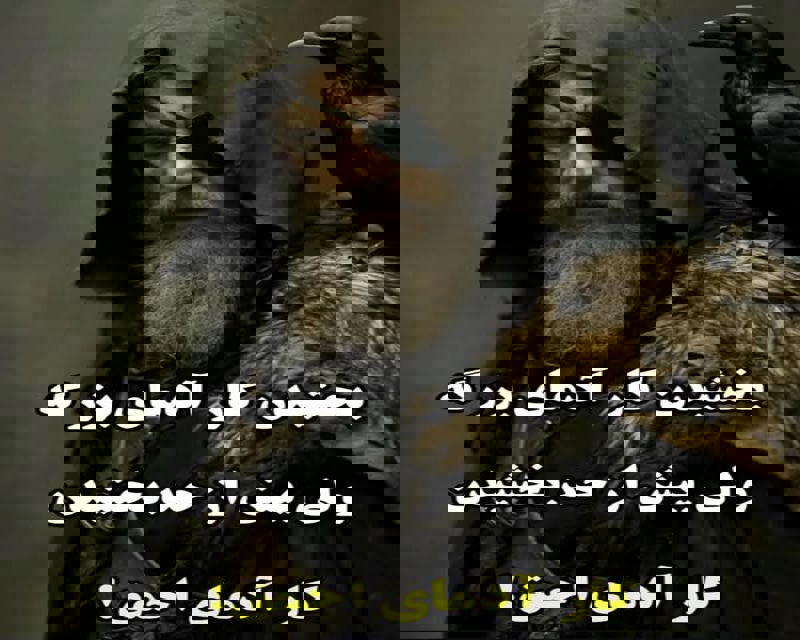 بخشش برای انسانهای فهیم کاری است پسندیده