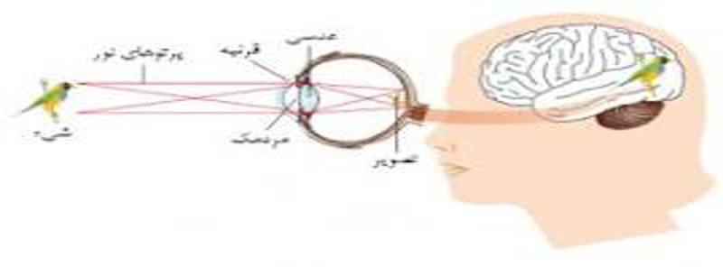 ارتباط عصبی مغز و چشم