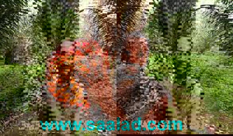 روغن جامد پالم که رگها را مسدود می کنه و ایجاد سکته