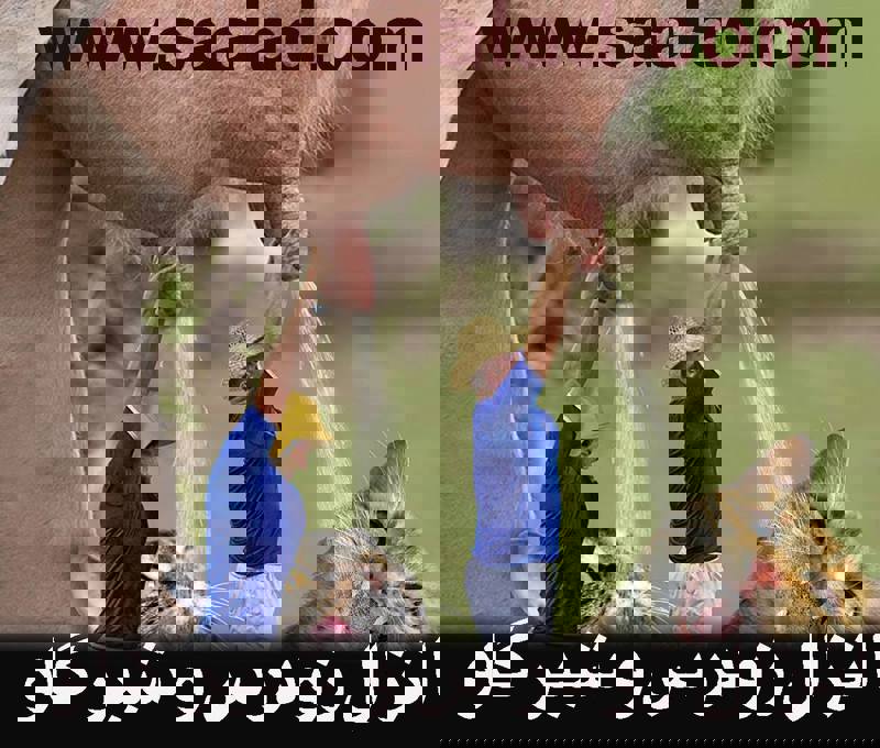 مصرف لبنیات که ارگانیک نیست در خانم ها ایجاد ریش و سیبیل می نماید و در در آقایان ایجاد انزال زود رس