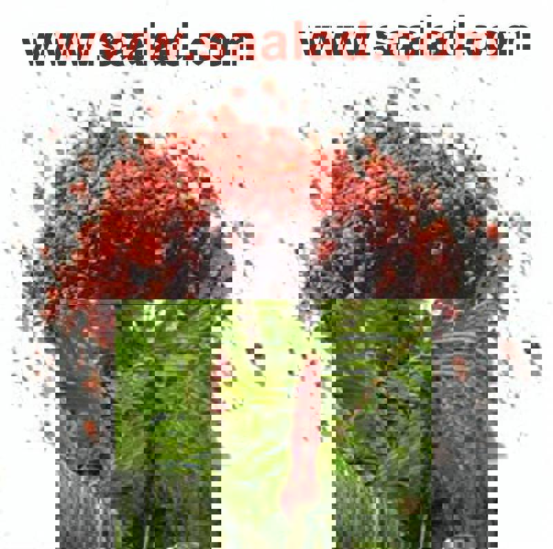 آشنایی با مهم ترین خواص و فواید سماق