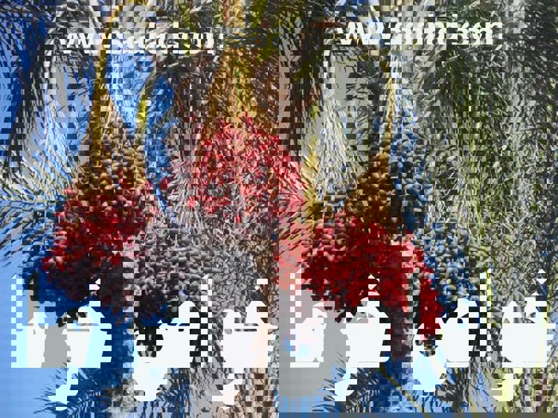 مصرف خرما و ورزش