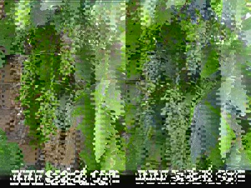 آبغوره بهترین نوشیدنی که نیم قرن است مینوشم