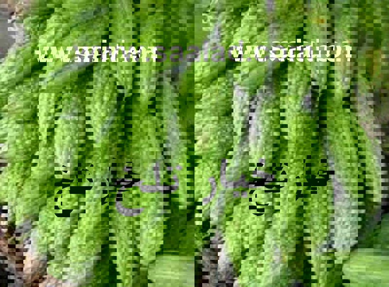 خیار تلخ با نام علمی Momordica charantia که به آن «کارلا» یا «کدوی تلخ» نیز گفته می‌شود