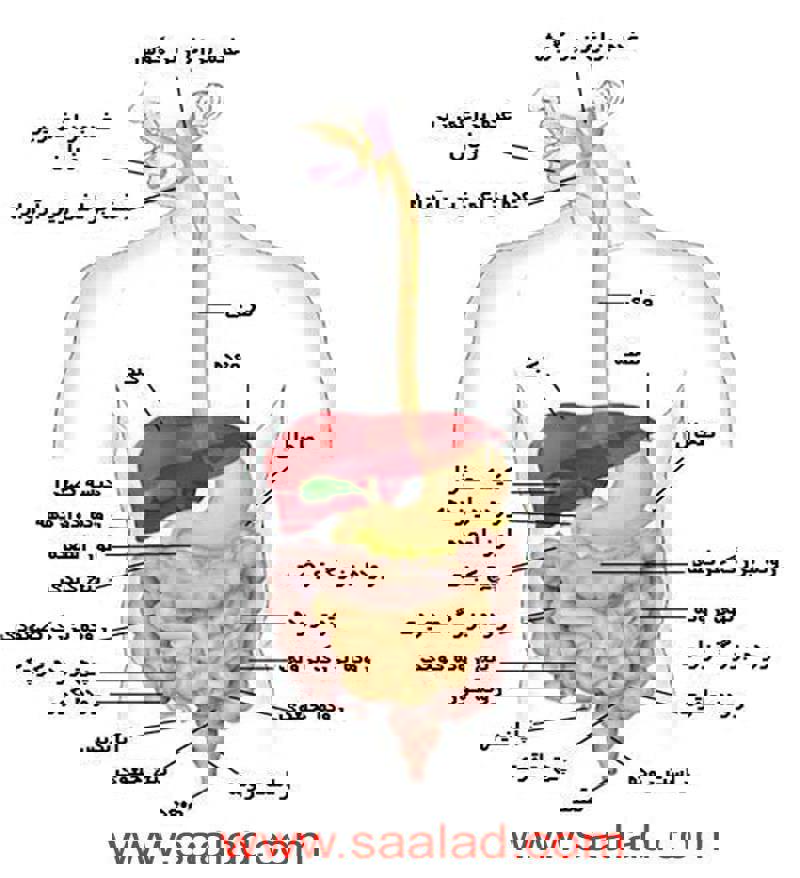سلامت روده و مغز انسان را شاد میسازد