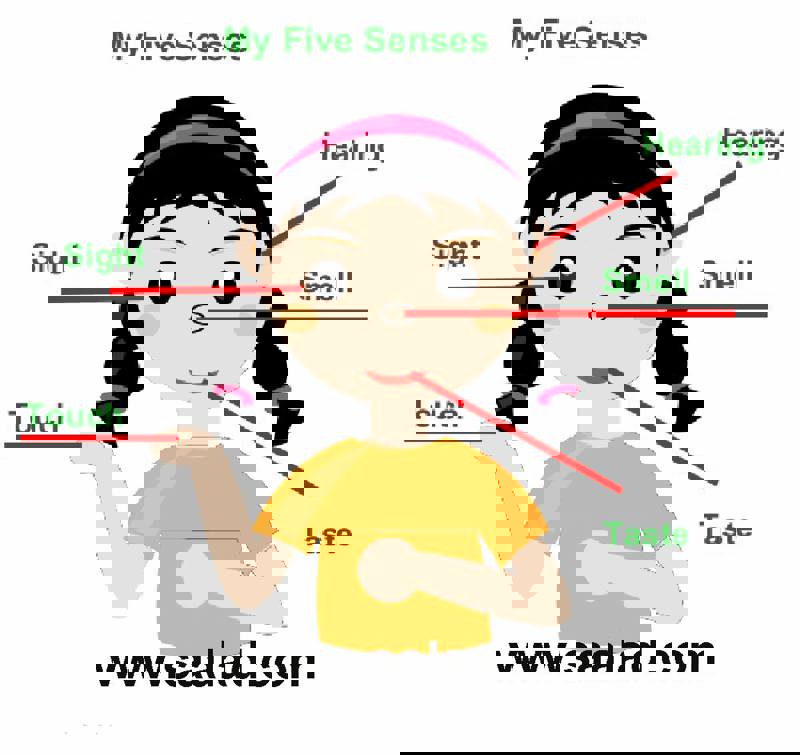 حواس پنجگانه و ارتباط با مغز