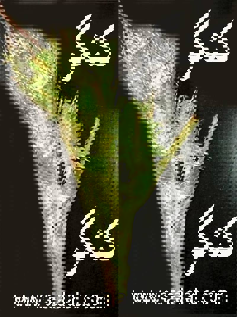 کنگر به تخلیه سموم از کبد کمک می‌کند و به بهبود عملکرد کبد کمک می‌کند. 