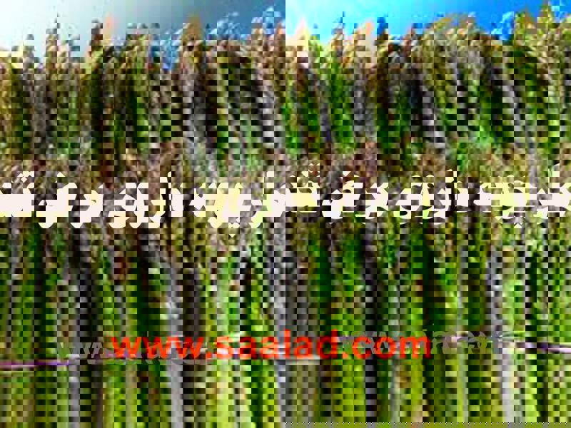 مارچوبه سبزی فواید بسیار زیادی برای سلامتی بدن دارد و به واسطه آنتی‌اکسیدان‌ها و فیبر بسیار زیادی که دارد