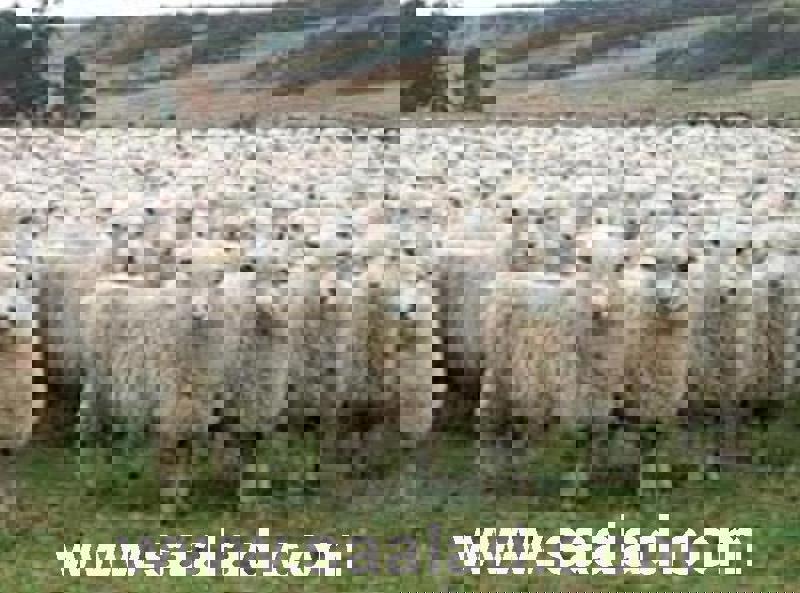 ویژگی های شخصیت سالم چیست؟: مشخصه اصلی این افراد