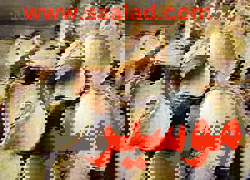 خواص موسیر و فواید ماست و موسیر