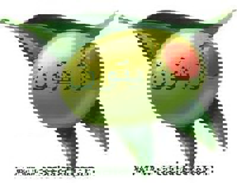 فواید میوه ی زیتون بسیار است