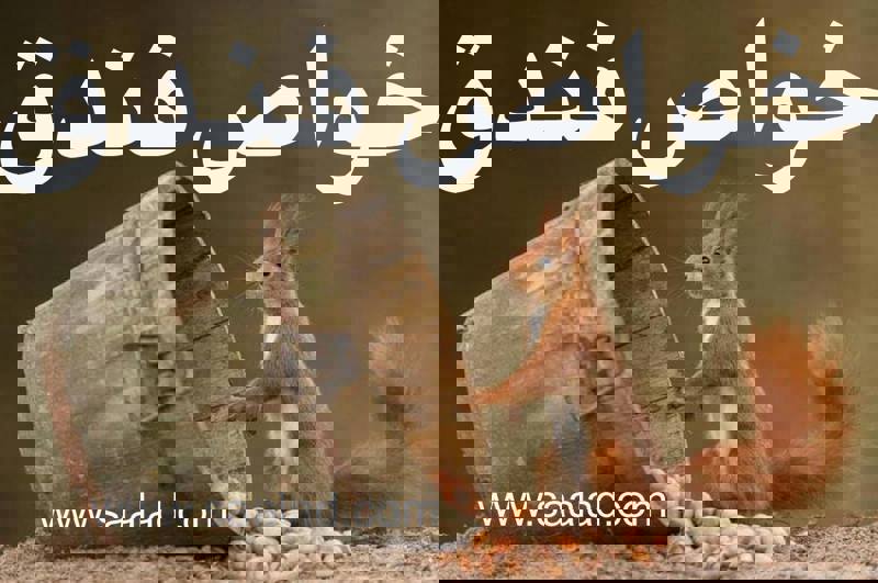 خواص دارويي فندق