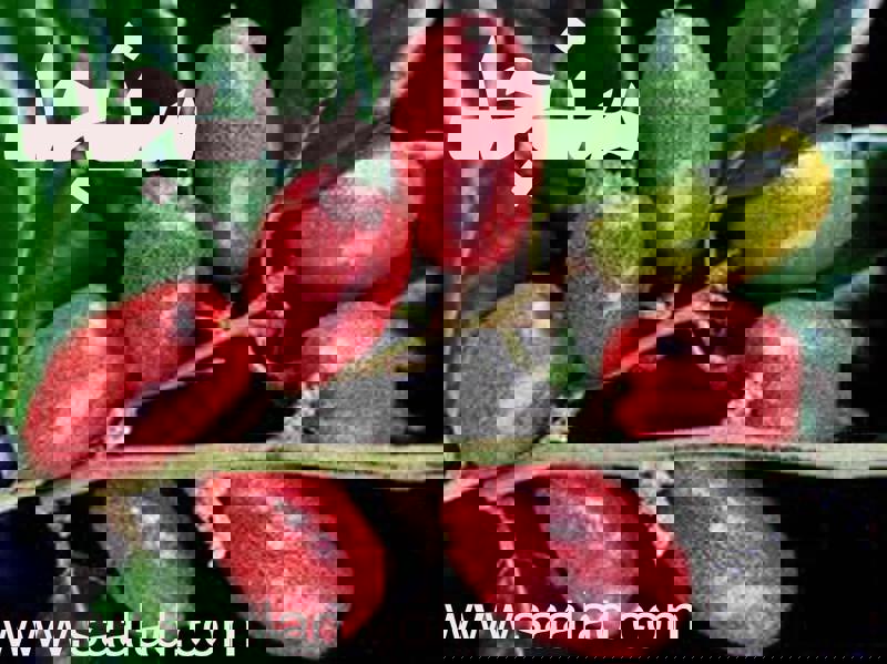 سنجد (سنجِد) میوه‌ای با خواص شگفت‌انگیز است