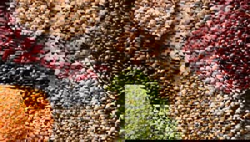 حبوبات یکی از بهترین منابع غذایی پروتئین می باشند و بعد از پروتئین حیوانی ، ارزش غذایی بالایی دارند